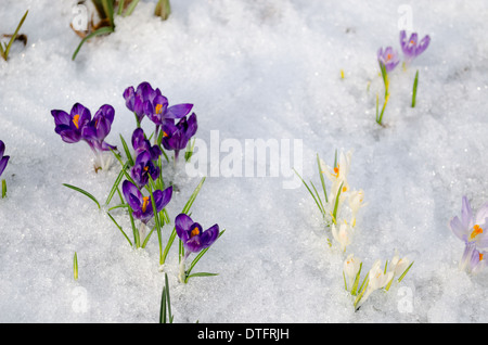 kleine Violette Krokusse auf gefrorenen Schnee im Garten Stockfoto