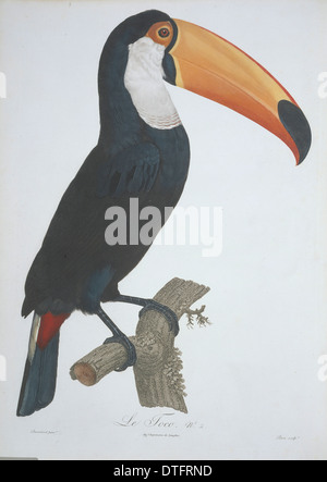 Ramphastos Toco, Riesentukan Stockfoto