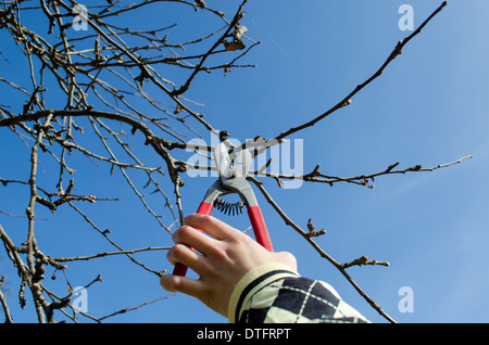 Hand halten Gartenschere beschneiden die Apfel-Äste Stockfoto