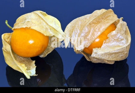 Physalis Peruviana (Kap-Stachelbeere) auf schwarzem Hintergrund. Stockfoto