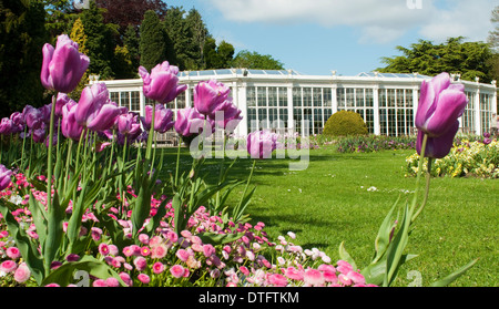 Die Kamelie-Haus und die Gärten in Wollaton Hall und Wildpark, Nottingham England UK Stockfoto