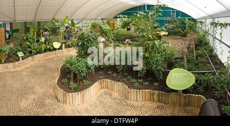 Schmetterlings-Dschungel 2009 Stockfoto