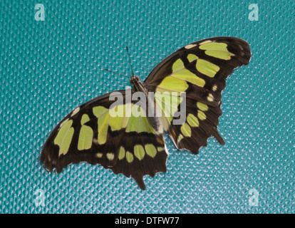 Siproeta Stelenes, Malachit Schmetterling Stockfoto