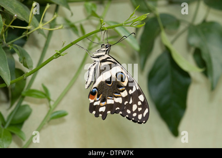 Papilio Demoleus, Lime butterfly Stockfoto