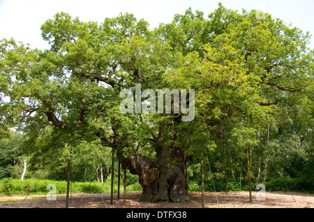 Die Major Oak im Sherwood Forest Besucher Zentrum in Edwinstowe, Nottinghamshire, England UK Stockfoto