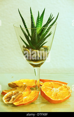 Aloe Vera im Glas mit trockenen Orangenscheiben Stockfoto