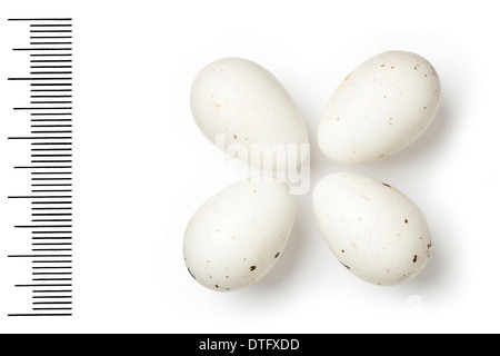 Loxia Pytyopsittacus, Papagei Kreuzschnabel Eiern Stockfoto