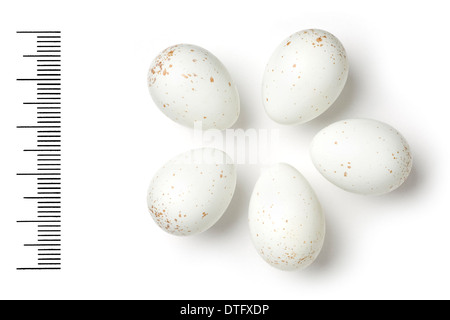 Oenanthe Lugens, Trauer Steinschmätzer Eiern Stockfoto