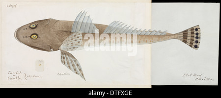 Flathead Fisch Abbildung Stockfoto