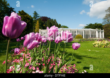 Die Kamelie-Haus und die Gärten in Wollaton Hall und Wildpark, Nottingham England UK Stockfoto