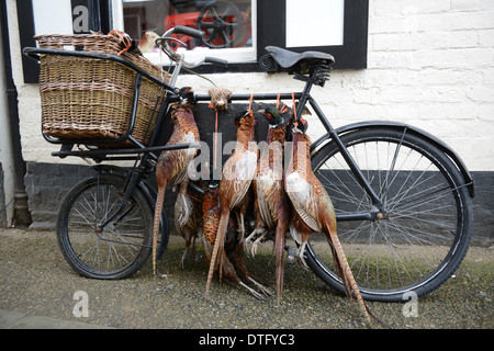 Toten Fasan Federwild auf altes Fahrrad vor Metzger laden in Ludlow England Uk Stockfoto