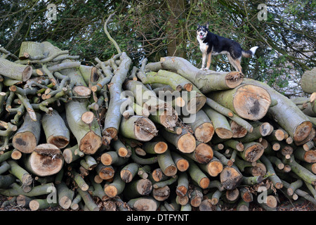 Stapel von Holz meldet sich mit Hund auf Top Uk Stockfoto