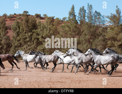 eine Herde von Andalusien Pferde galoppieren in Südspanien Stockfoto