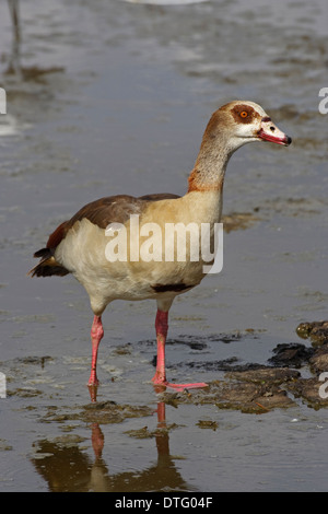 Nilgans (Alopochen Aegyptiacus) im Wasser stehend Stockfoto