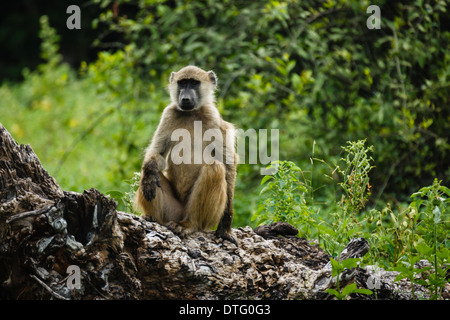 Nahaufnahme eines Eisenkraut-Affen, der auf einem verfaulenden Baumstamm in Botswana sitzt Stockfoto