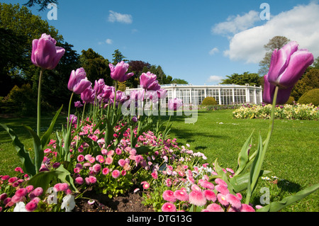 Die Kamelie-Haus und die Gärten in Wollaton Hall und Wildpark, Nottingham England UK Stockfoto