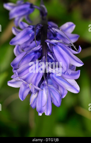 Spanische Bluebell in Blume, Dorset, UK Mai Stockfoto