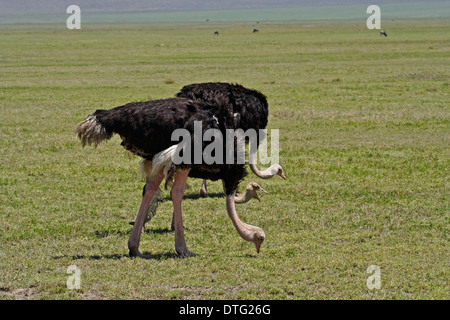 Gemeinsamen Strauße (Struthio Camelus SSP. Massaicus) Etage drei in einer Reihe Weiden auf den Ebenen von Ngorongoro Crater Stockfoto