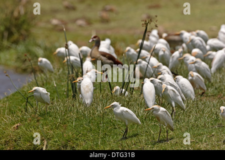 Kuhreiher (Bubulcus Ibis) und Nilgans (Alopochen Aegyptiacus) stehen auf dem Rasen am See in der Ngorongoro Crater Stockfoto