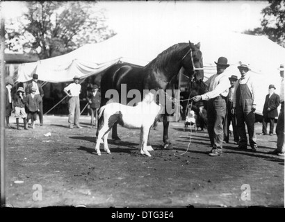 Ein Foto aus dem frühen 20. Jahrhundert, das einen Mann mit zwei Pferden und einem Pony auf der Oxford Street Fair um 1912 zeigt. Das Bild fängt einen Moment des Stadtlebens in Oxford, Ohio, ein und zeigt die Bedeutung von Messen in der Gemeinschaft und die Interaktion zwischen Mensch und Tier bei solchen Veranstaltungen. Stockfoto