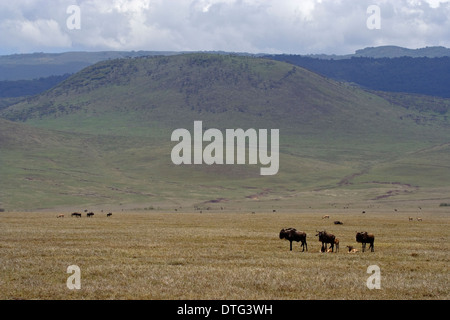 White-bärtige Gnu (Connochaetes Taurinus SSP. Albojubatus), Streifengnu Weiden auf den Ebenen in der Ngorongoro Krater Stock Stockfoto