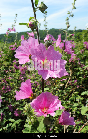 Malva Alcea oder Stockrose Malve in Turenne Dordogne Frankreich Stockfoto