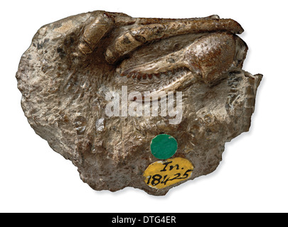 Eocarcinus, das älteste Krabbe-Fossil gefunden Stockfoto