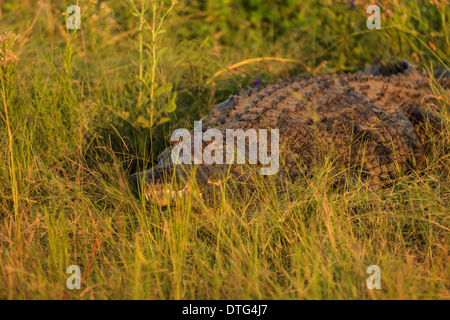 Nahaufnahme von Krokodil versteckt sich in der Savanne Gras entlang dem Fluss Delta auf der Suche nach Beute in Botswana, Afrika Stockfoto