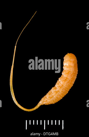 Eristalis Tenax, Drohne-Fly Larven Stockfoto