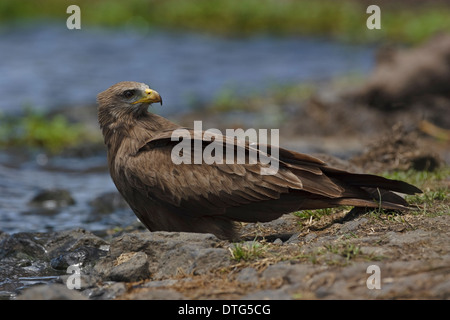 Gelb-billed Kite (Milvus Aegyptius ssp.parasitus) eine Abspaltung von der Schwarzmilan (Milvus Migrans Aegyptius) stehen auf dem Boden Stockfoto