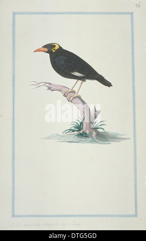 Gracula Religiosa, Hill myna Stockfoto