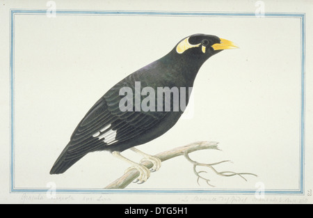 Gracula Religiosa Indica, kleinere Hügel myna Stockfoto