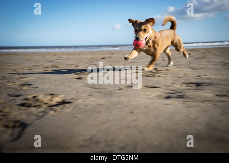 Kleiner Hund auf Strand Stockfoto