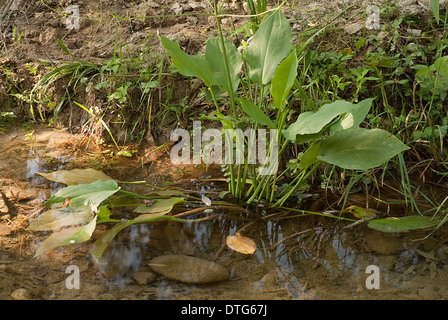 Gemeinsamen Wasser-Wegerich Alisma Plantago-Aquatica, Alismataceae, Tavo River, Penne, Pescara, Abruzzo, Italien Stockfoto