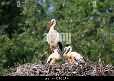 Weißstorch mit jungen im Nest, Philippsburg, Baden-Wurttemberg, Deutschland / (Ciconia Ciconia) Stockfoto