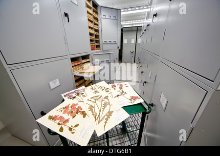 Allgemeine Herbarium, Darwin Centre Stockfoto