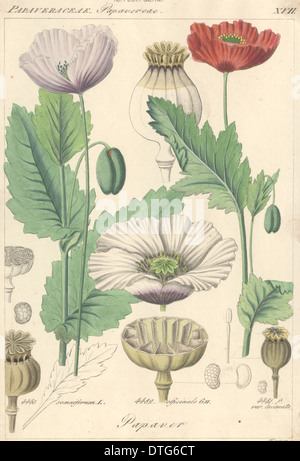 Papaver Somniferum, Schlafmohn Stockfoto