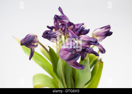 Vase mit Tulpen Blumen sterben. Stockfoto