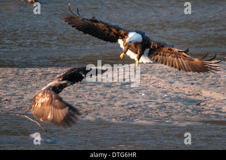 Weißkopf-Seeadler (Haliaeetus Leucocephalus) kämpfen um erzeugte Lachs auf Harrison River, BC, Kanada. Stockfoto