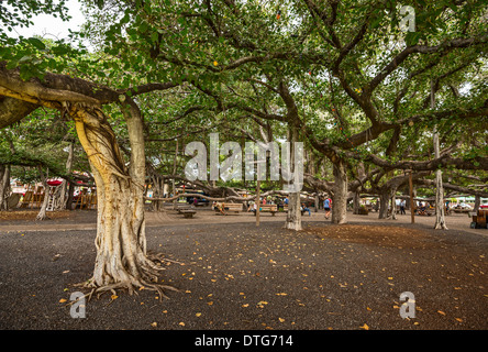 Banyan Tree Park auf Maui, Hawaii. Stockfoto