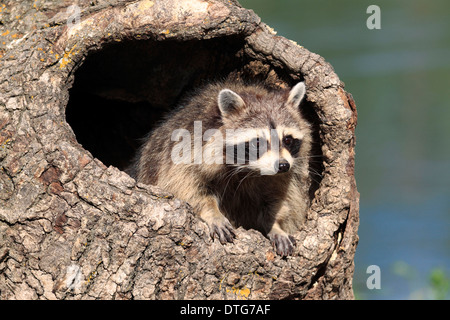 Nordamerikanischer Waschbär / (Procyon Lotor) Stockfoto