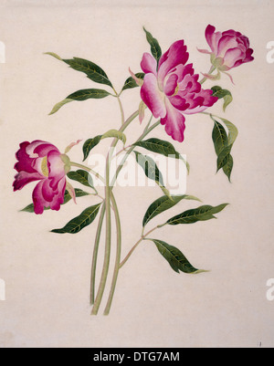 Blume-Illustration aus der Sammlung von Reeves Stockfoto