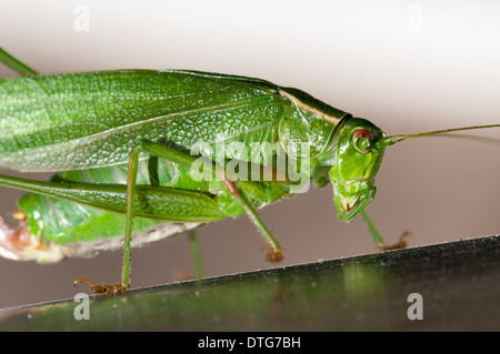 Gabel Tailed Bush Grashuepfer (Scudderia Furcata) Jagd nach Nahrung. Stockfoto