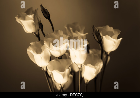 Rosen für den Himmel in Sepia zu erreichen Stockfoto