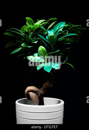 Beleuchtet von Taschenlampe in einem abgedunkelten Raum, ist dies meine Ficus Microcarpa Ginseng-Pflanze Stockfoto