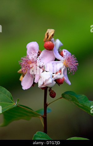 Lippenstift-Baum, Madagaskar / (Bixa Orellana) / Bixaceae Stockfoto