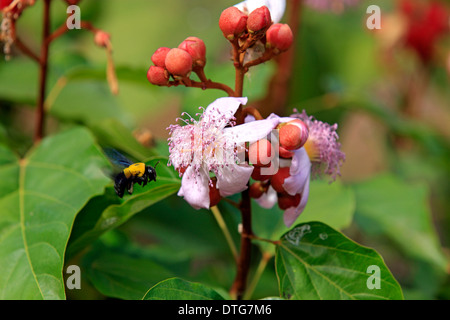 Lippenstift-Baum, Madagaskar / (Bixa Orellana) / Bixaceae Stockfoto