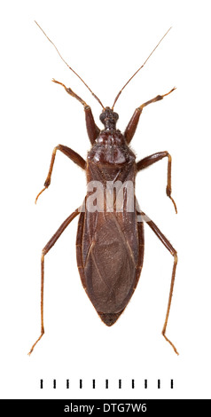 Reduvius Personatus, Assassin Bug Stockfoto