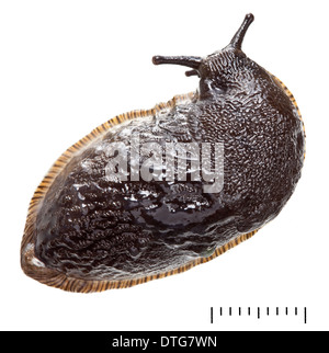 Arion Ater, Black Arion Stockfoto