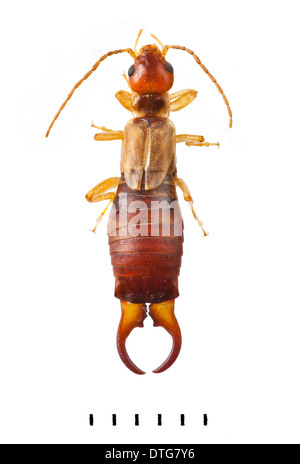 Forficula Auricularia, gemeinsame Ohrwurm Stockfoto